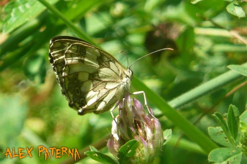 Alcune farfalle di bosco